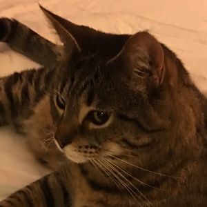 Meet your Posher, Sam